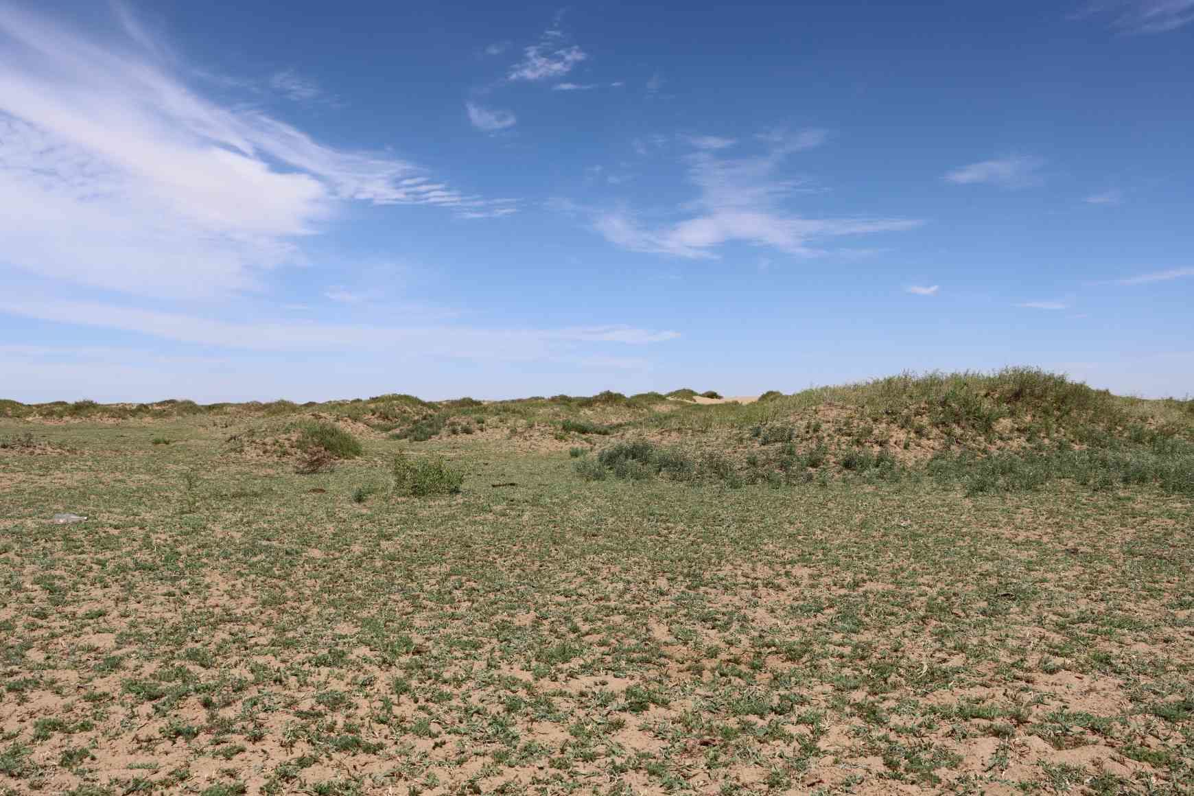 三十万亩沙漠地综合生态治理树模工程项目